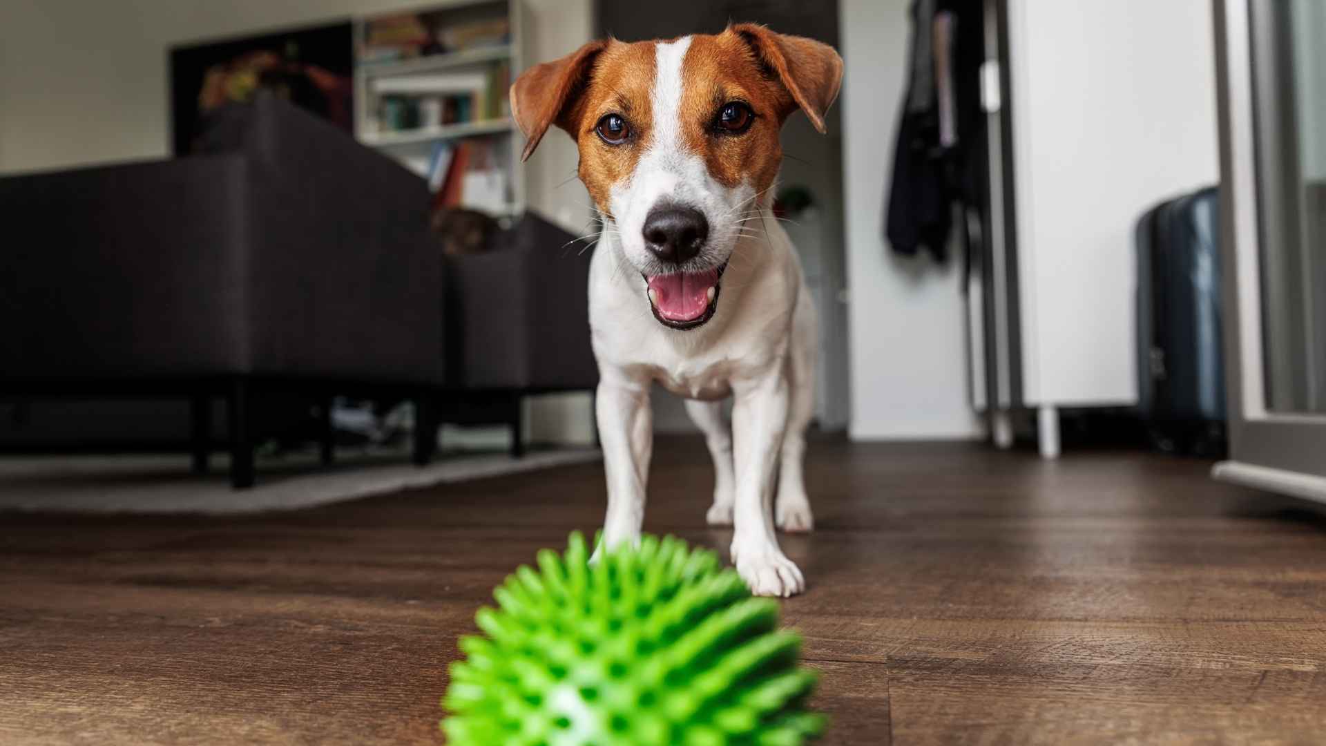Perro atento a una pelota
